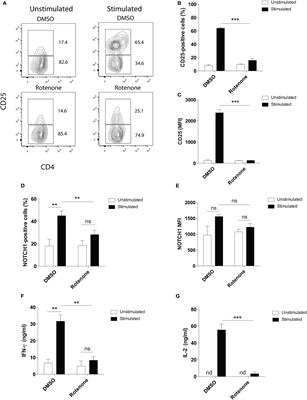 Rotenone Treatment Reveals a Role for Electron Transport Complex I in the Subcellular Localization of Key Transcriptional Regulators During T Helper Cell Differentiation